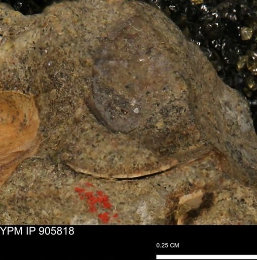undet. Brachyura