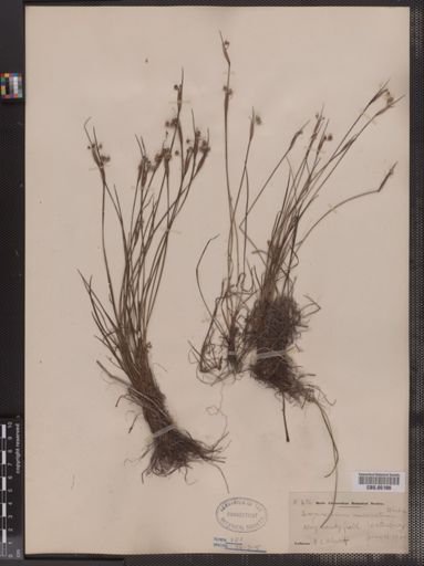 Sisyrinchium mucronatum