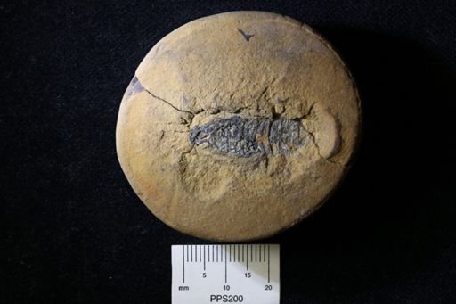 Pygocephalus gracilis