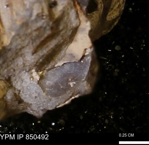 undet. Mollusca