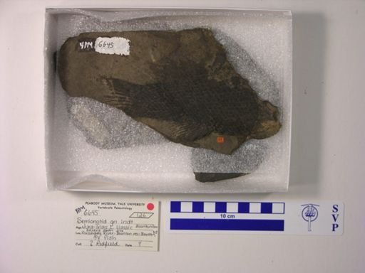 Semionotidae