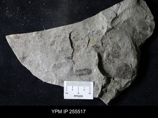 Eurypterida