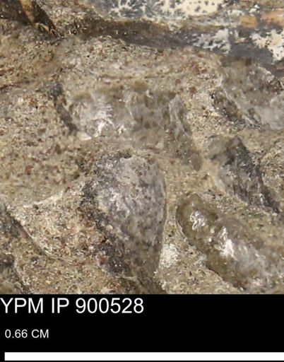 Anomia gryphorhyncha