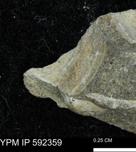 undet. Mollusca