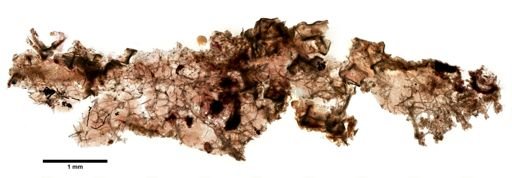 Haliclona canaliculata