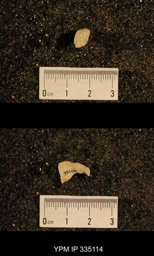 Lophophyllum profundum