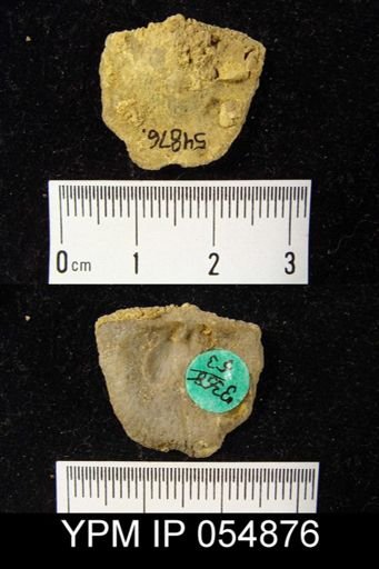 Strophonella reversa