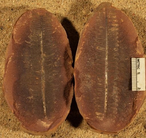 Pecopteris