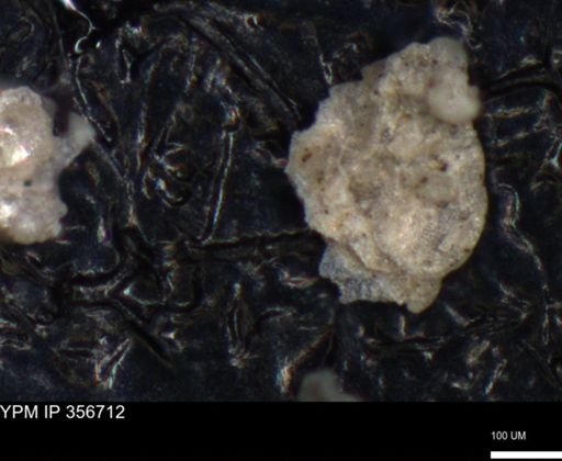 undet. Foraminiferida
