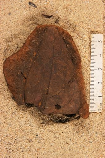 Angiospermopsida