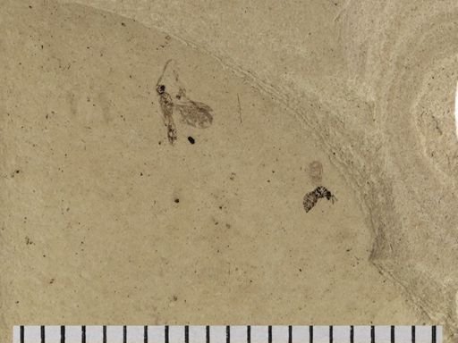 Hymenoptera