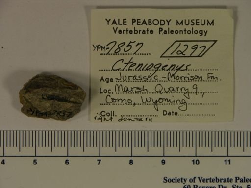 Cteniogenys sp.