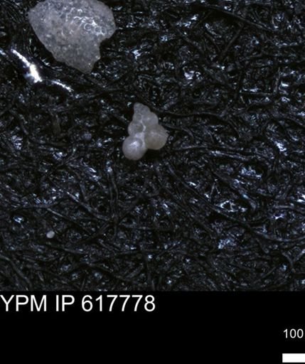 undet. Heterohelicidae