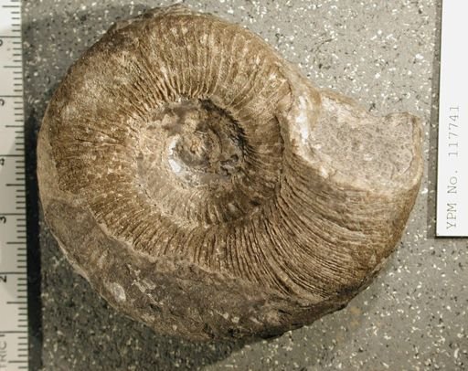 Helicotoma lamellosa
