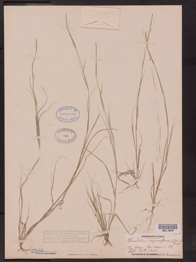 Sporobolus vaginiflorus
