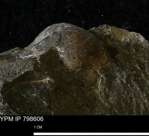 undet. Bivalvia