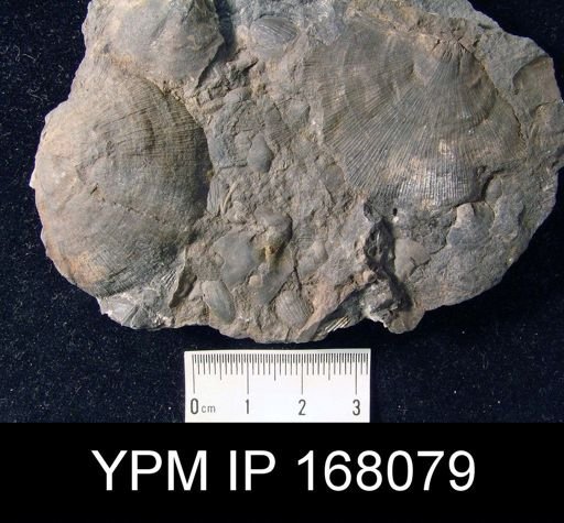 Schuchertella perversa