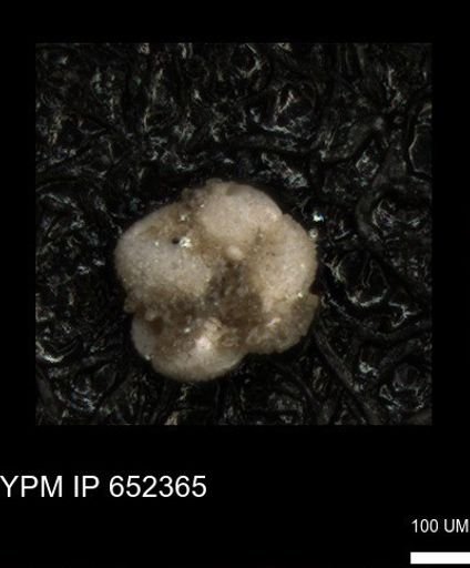 undet. Foraminiferida