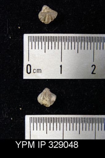 Cyrtina hamiltonensis