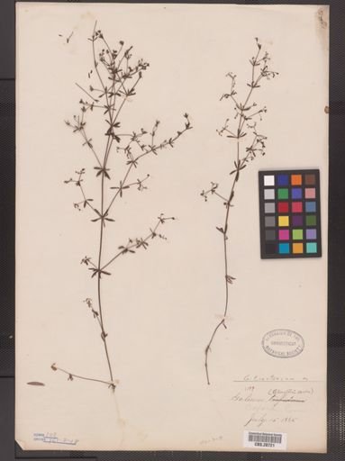 Galium tinctorium
