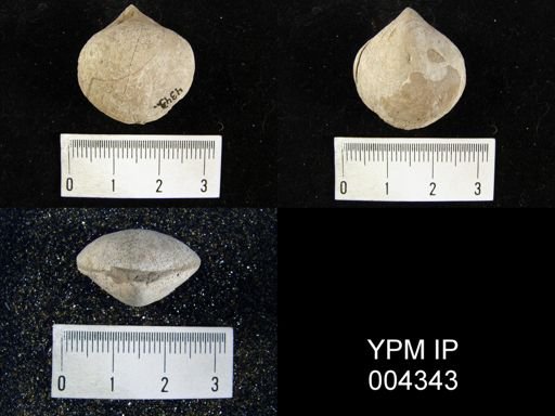 Stringocephalus burtini