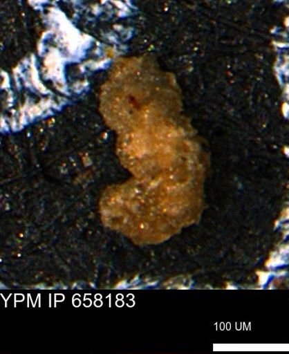 Ammobaculites euides