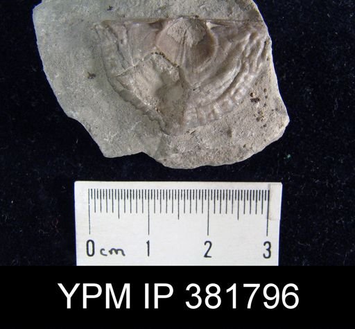 Strophomena fluctuosa