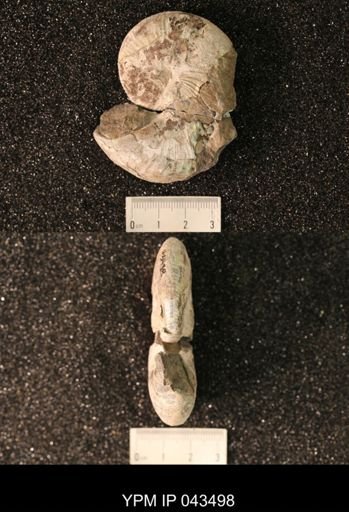 Hoploscaphites nicolletii
