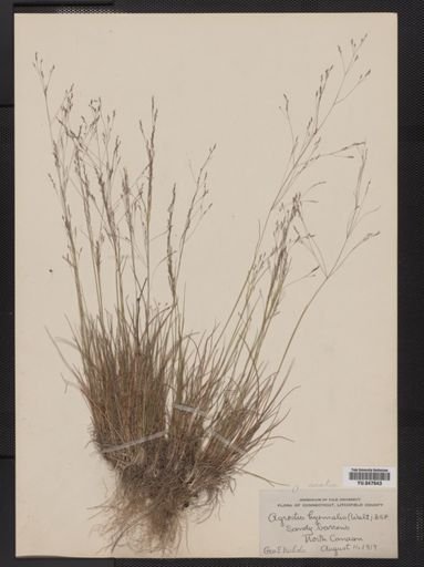 Agrostis hyemalis