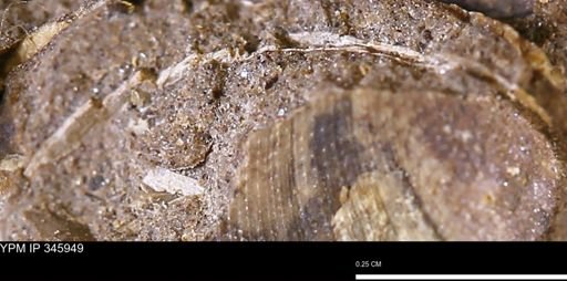 undet. Mollusca