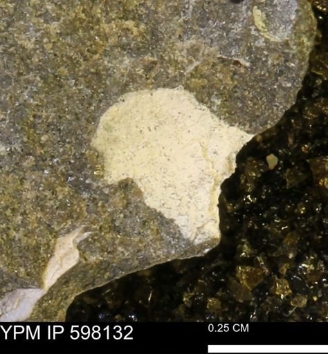 Limopsis striatopunctatus