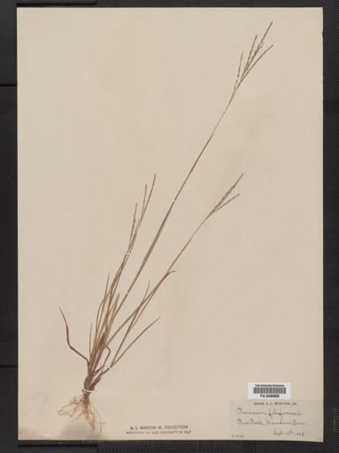 Digitaria filiformis