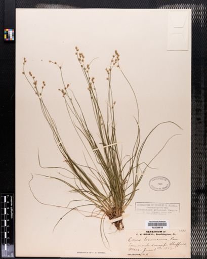 Carex brunnescens
