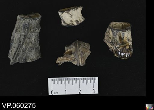 undet. Actinopterygii