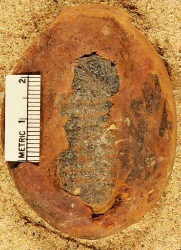 Calamites