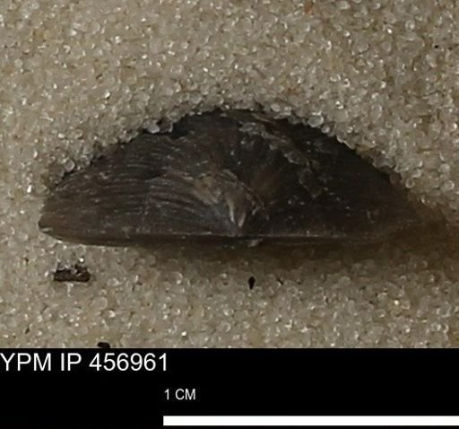 Stropheodonta sp.