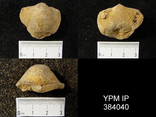 Atrypa reticularis
