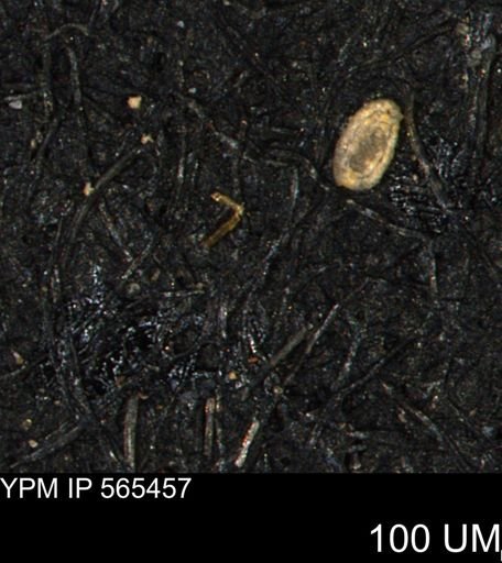 Spirolocammina planula