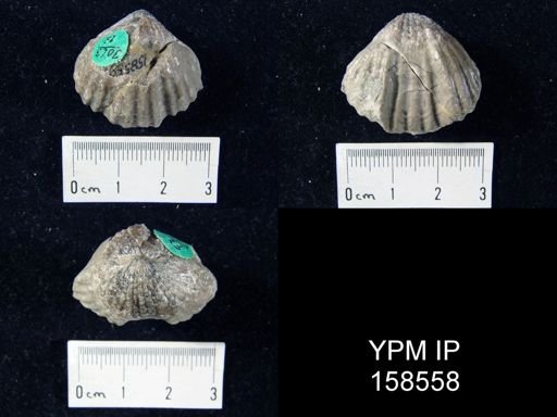 Rhynchotrema perlamellosa