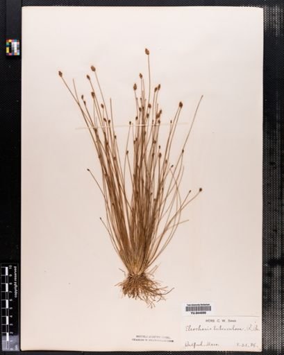 Eleocharis tuberculosa
