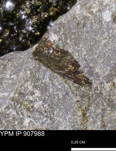 undet. Mollusca
