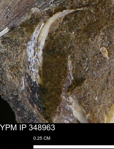 undet. Bivalvia