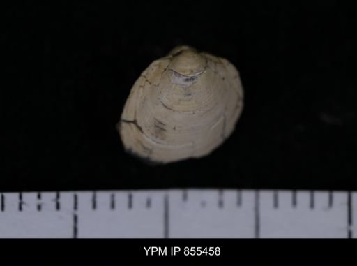 Limopsis striatopunctatus