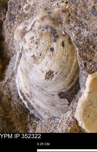 Limopsis striatopunctatus