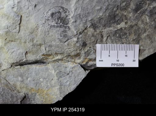 Eurypterus