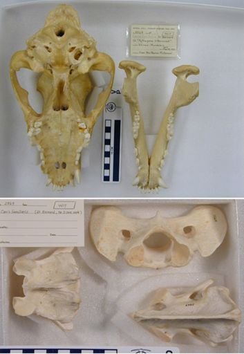Canis familiaris