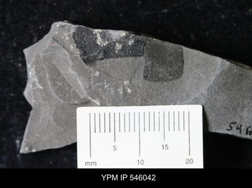 undet. Eurypterida
