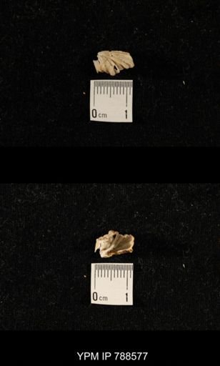 undet. Brachiopoda