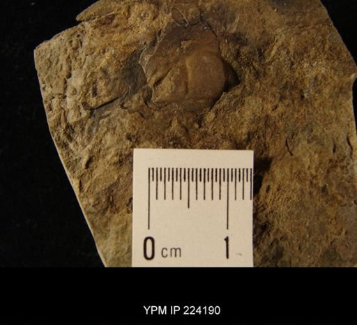 Trilobita