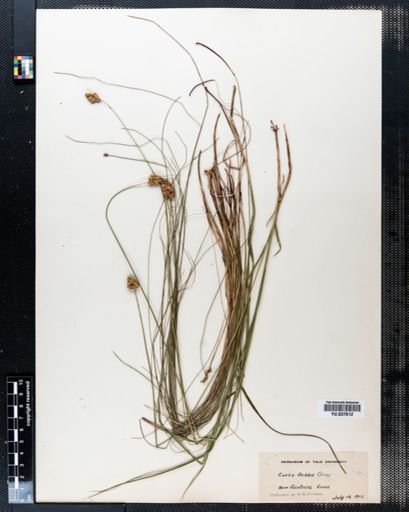 Carex bebbii